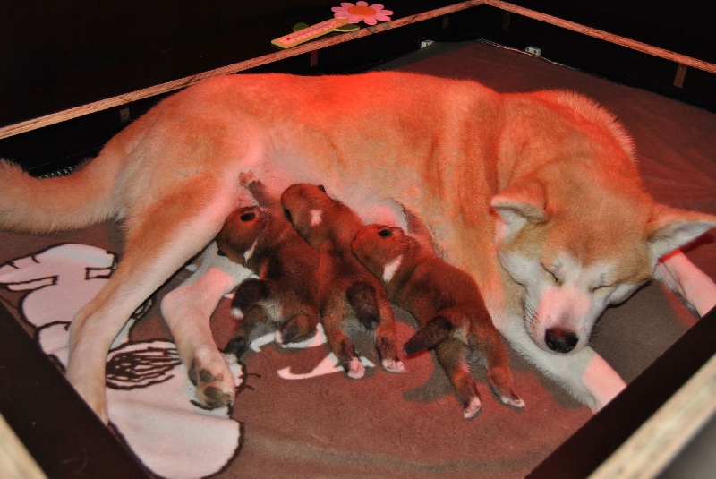 Les chiots 